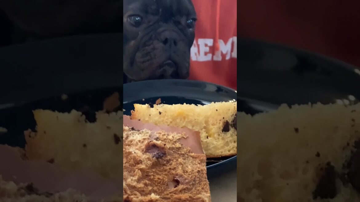食べられない凛さん#frenchie #フレンチブルドッグ #frenchbulldoglife #frenchbulldog #shorts