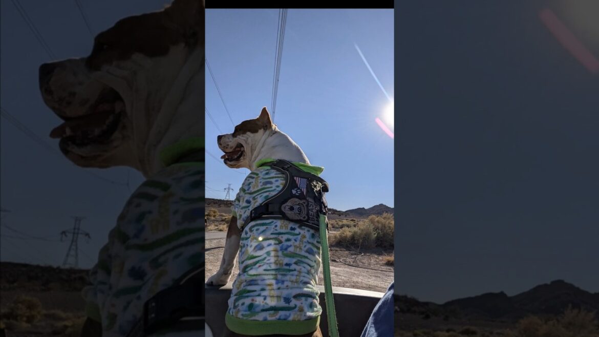🐕🦴 Hustle Bodhi 🐾🤠🌵 #amstaff #dog #dogtv #doglife #shorts #puppy #instadog #reels #explore #fyp