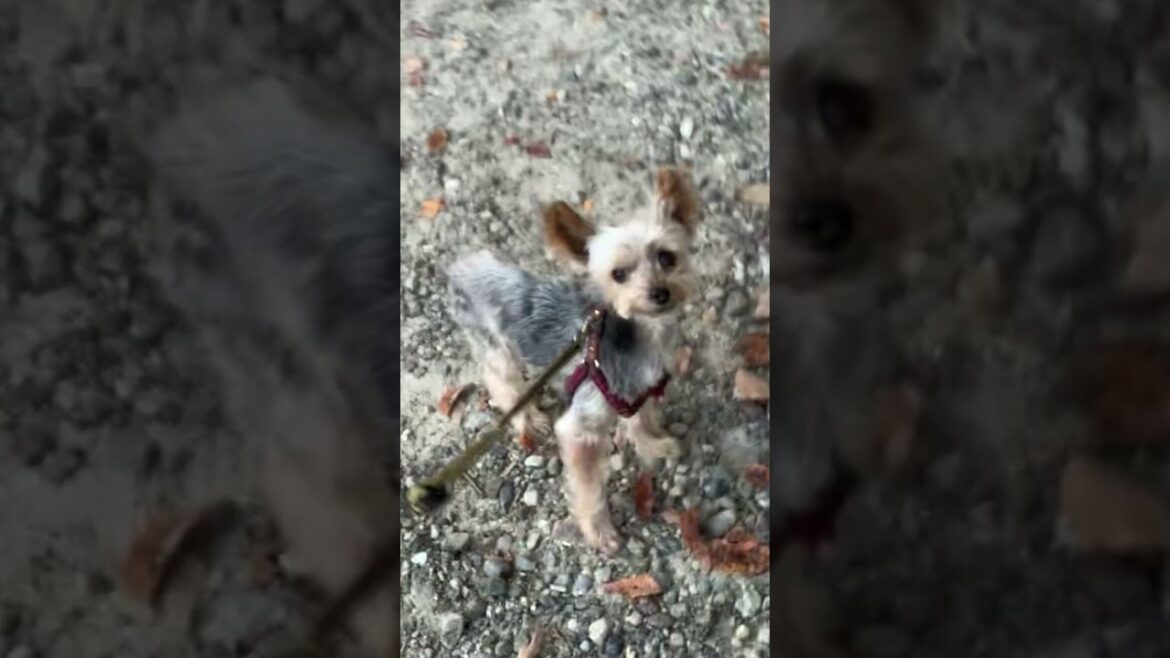 ヨーキーは自己主張が強い