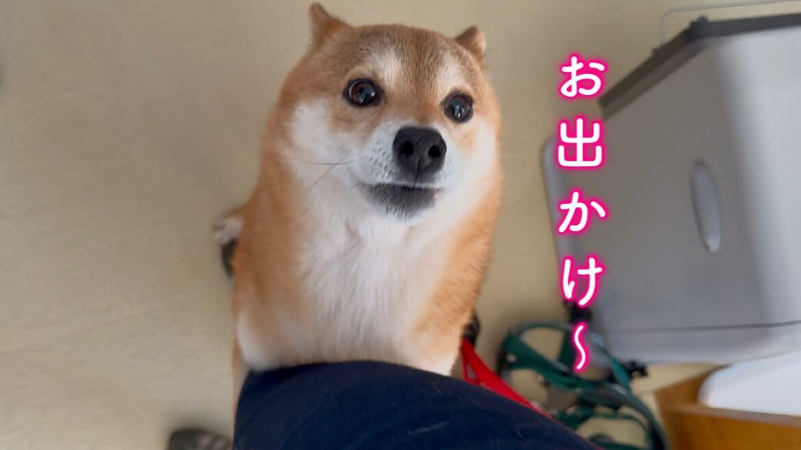 一緒にお出かけすると知ったら嬉しくてギューっとママに抱きつく柴犬が可愛い