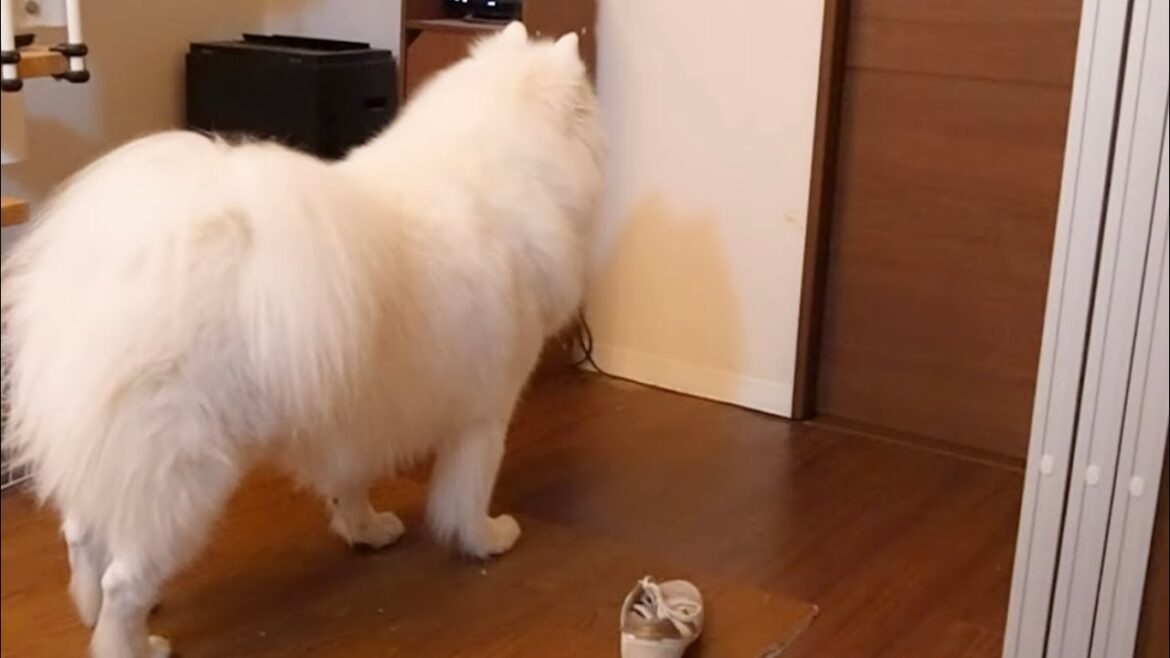大好きなパパにスルーされたときの反応が可愛すぎた