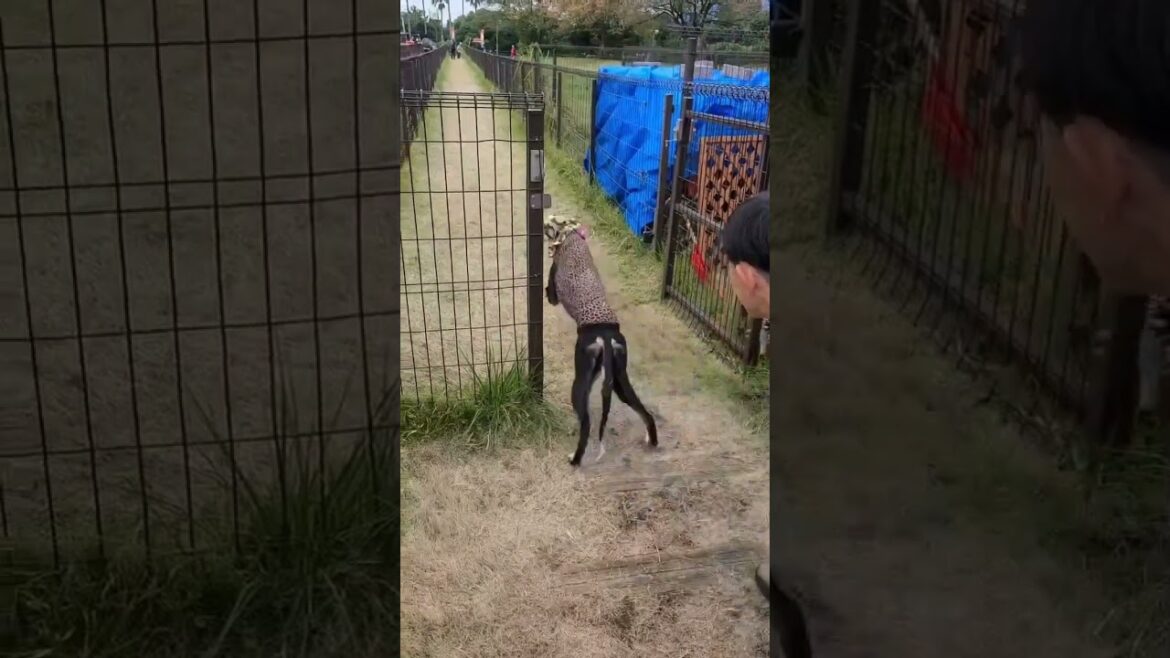 【サルーキ】カリス イヌリンピック2024 タイムレース50 2024.11.16