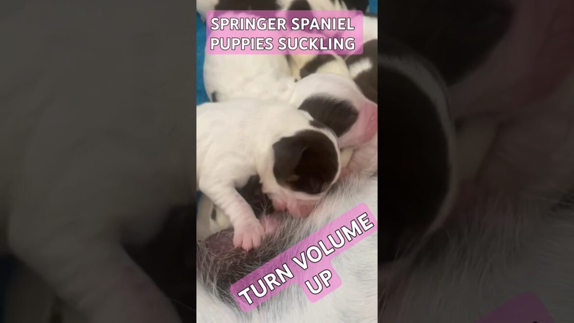 Cute Springer Spaniels Puppies Suckling!  #Puppies #asmr #cute.