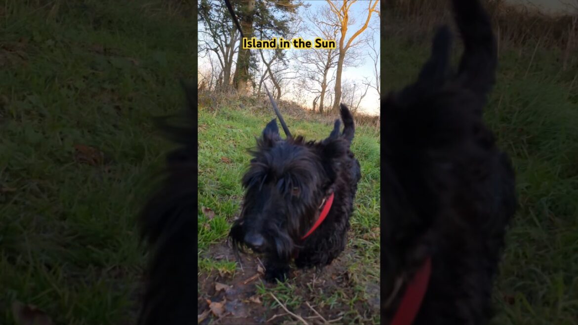 Mooching Terriers 😍