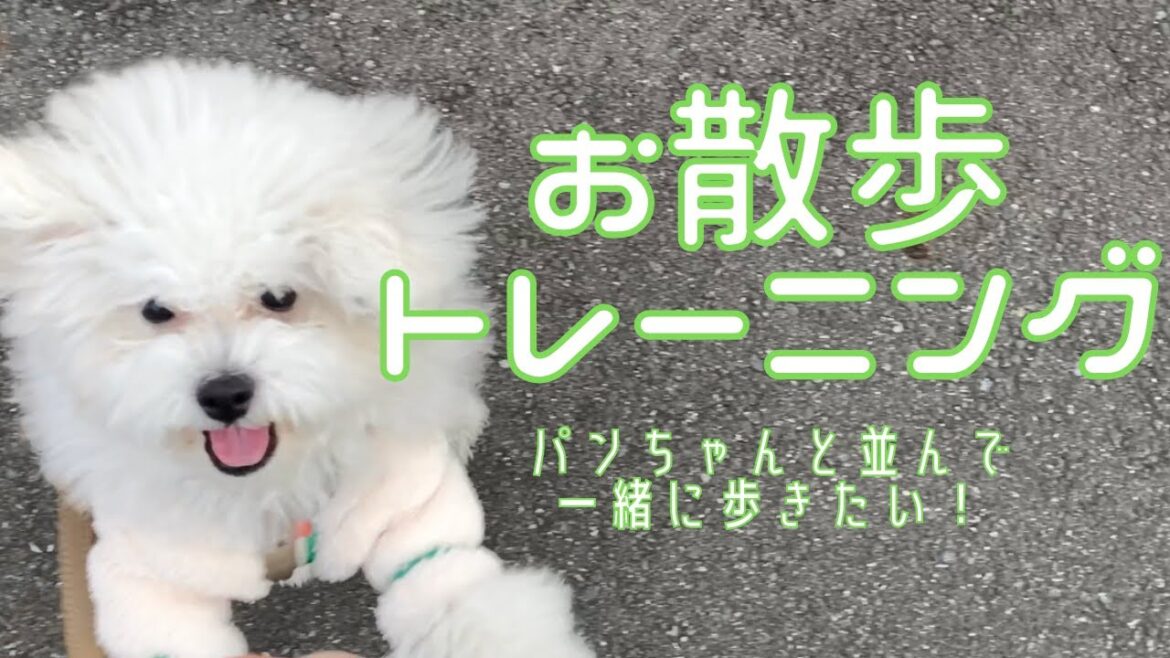 子犬の散歩トレーニング　生後５カ月のビションフリーゼ