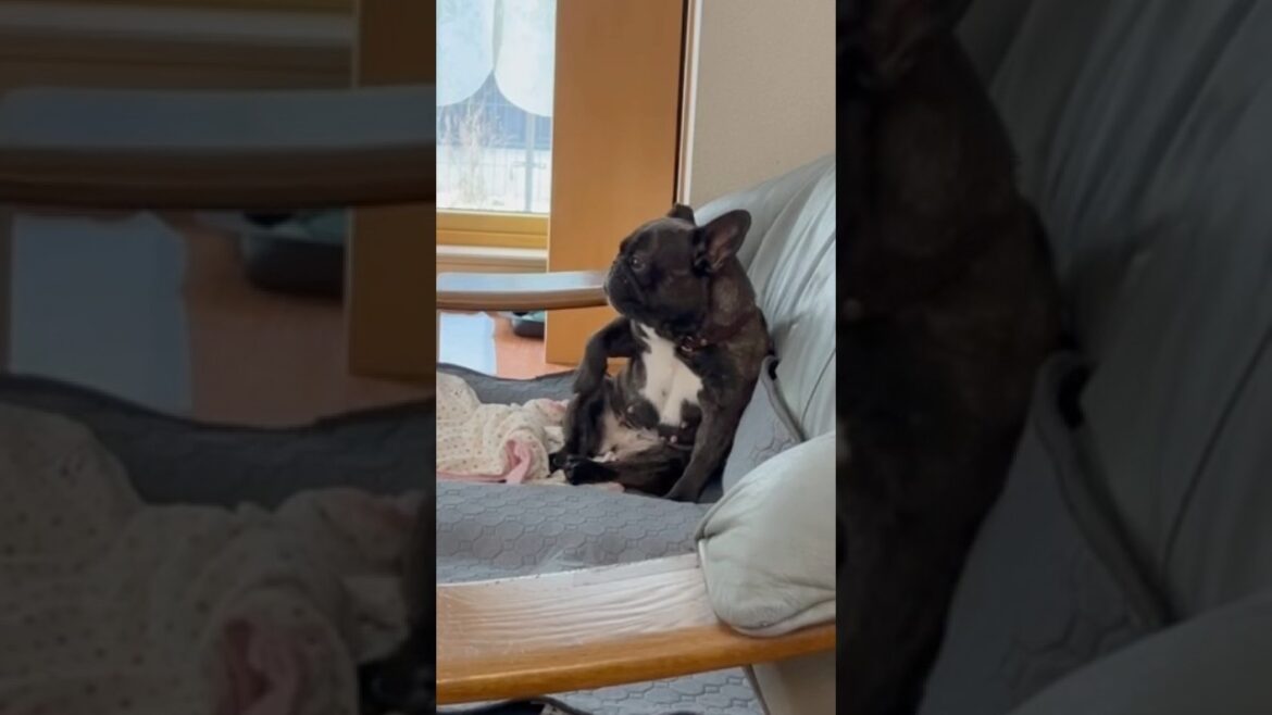 秋田犬タム家の日常：フレブル「みーしゃ」編‼️🤣💦💦