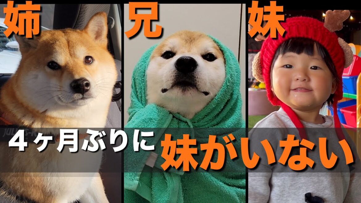 ママ＆１歳の妹がいない「寂しくも大興奮する日」を過ごす柴犬たち