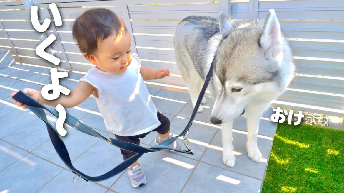 シベリアンハスキーを従えてお散歩をする1歳児が凄すぎました・・・【もんちゃんっていうよ。】 シベリアンハスキーを従えてお散歩をする1歳児が凄すぎました・・・【もんちゃんっていうよ。】