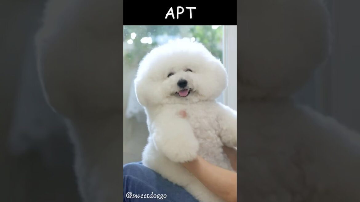 APT | rosé ｜bruno ｜brunomars ｜ 로제 ｜朴彩英 ｜ sweetdoggo #dance #dancechallenge #youtubeshorts #shorts