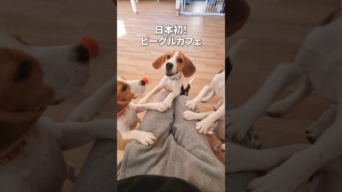 ビーグルカフェに行ったら天国でした…