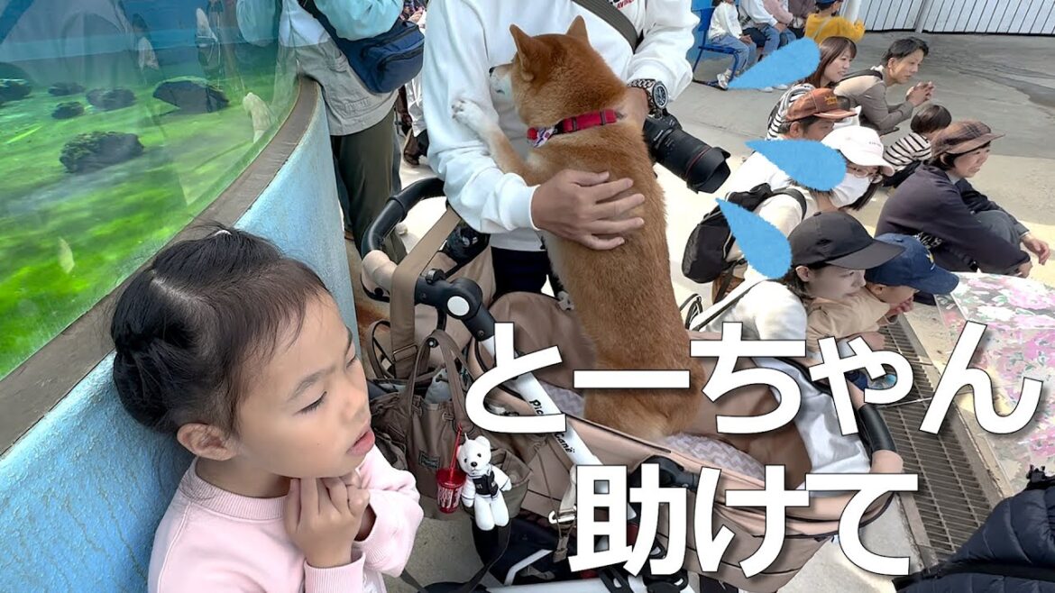 水族館に行ったら柴犬がまさかのアレにビビりまくってたw【高松旅 vol.4 最終回】