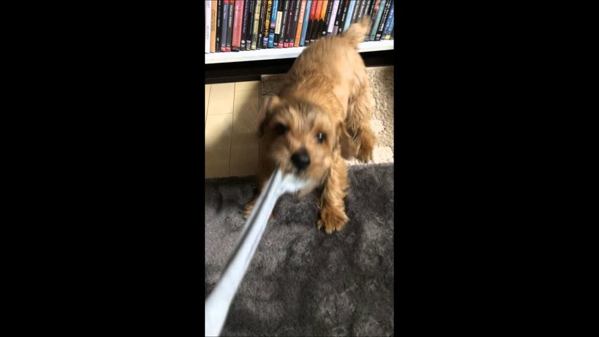 Norfolk Terrier・ノーフォークテリア・Liro・靴下で引っ張りっこ