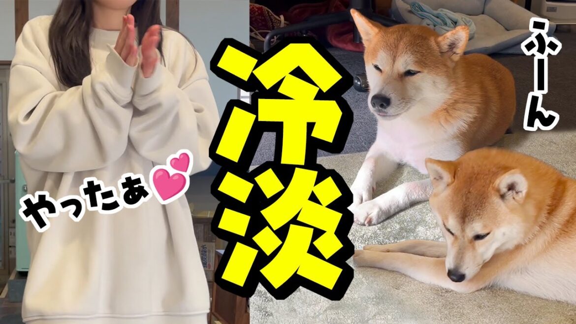 娘からの嬉しい報告…なのに冷ややかな反応の柴犬姉妹