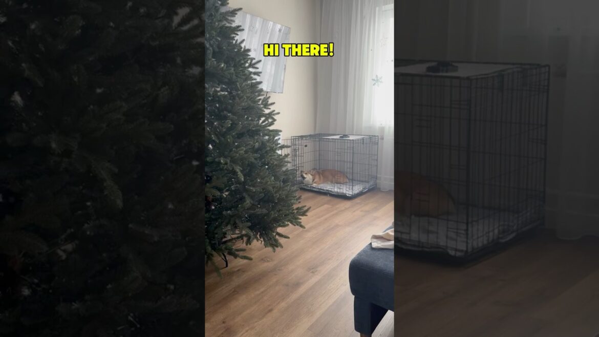 Corgi Lovers Rejoice! Meet Ming Shu the STAR