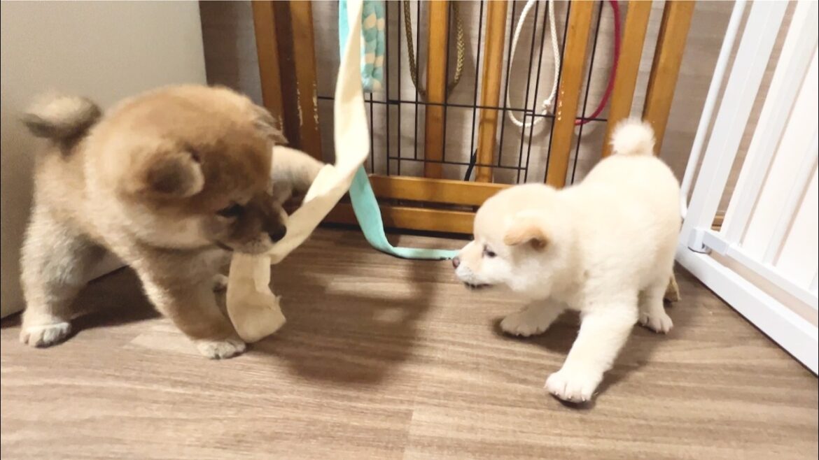 【柴犬 子犬】目が合ったら一触即発な生後35日目の子犬たち