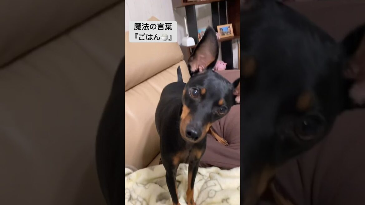 【ミニピン】動きを止める魔法の言葉　#shorts #miniaturepinscher #ミニチュアピンシャー #ミニピン #犬