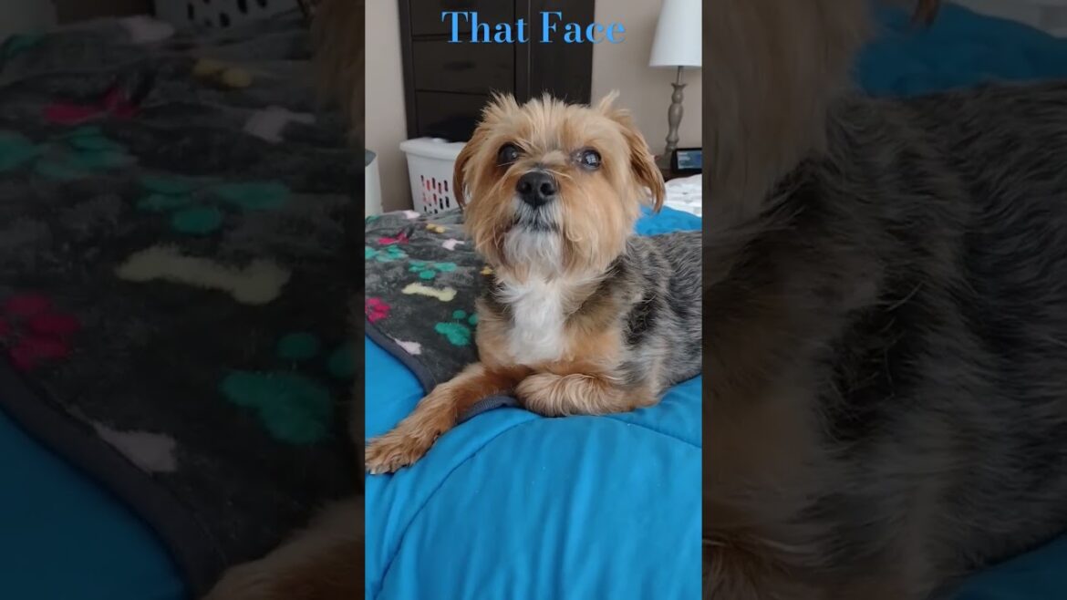 Peanut lounging#yorkie#shorts#funnydog#doglover