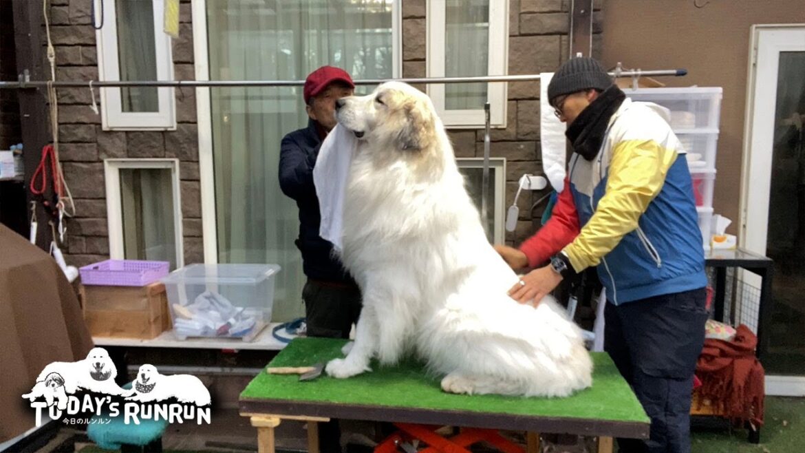 逃げも抵抗もせずブラッシング優等生のアランです Great Pyrenees グレートピレニーズ 逃げも抵抗もせずブラッシング優等生のアランです Great Pyrenees グレートピレニーズ