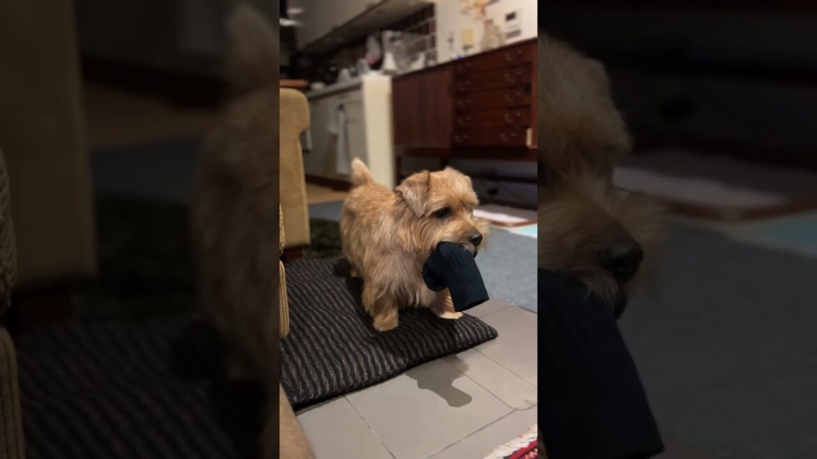 【とっていいよ】#shorts #dog #norfolkterrier #吉 #癒し #愛犬キチ #kichi #terrier #ノーフォークテリア #socks