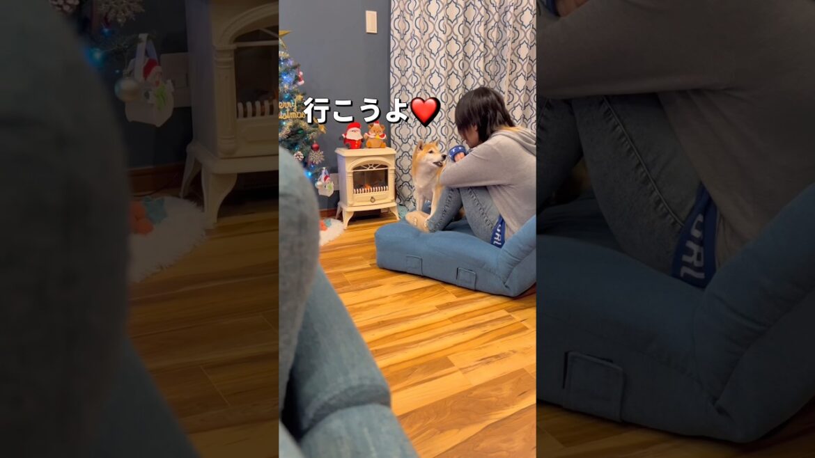 夜のお散歩🐶🐾#柴犬 #チワワ #shorts