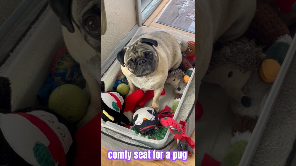 Pug’s Adorable Reaction to His New Comfy seat Pug's Adorable Reaction to His New Comfy seat