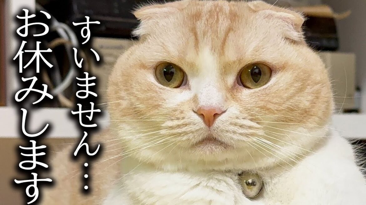 視聴者のみなさま申し訳ありませんお休みいたします