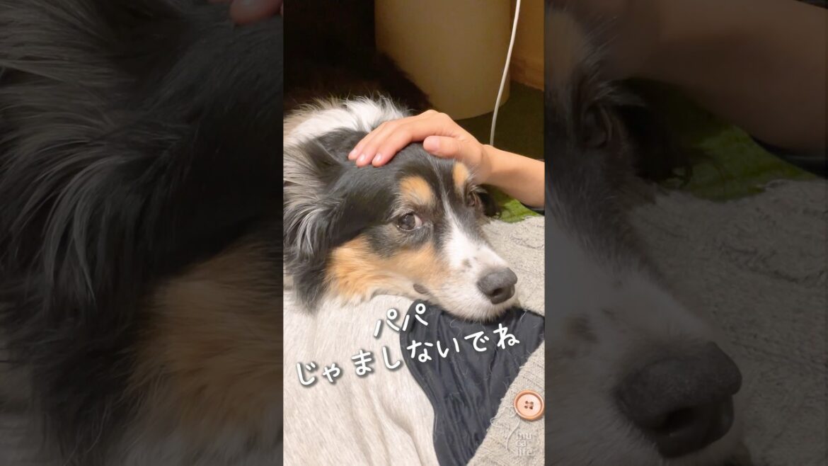 寝る前のなでなでを堪能するお姉ちゃん犬がかわいい #ボーダーコリー #オーストラリアンシェパード