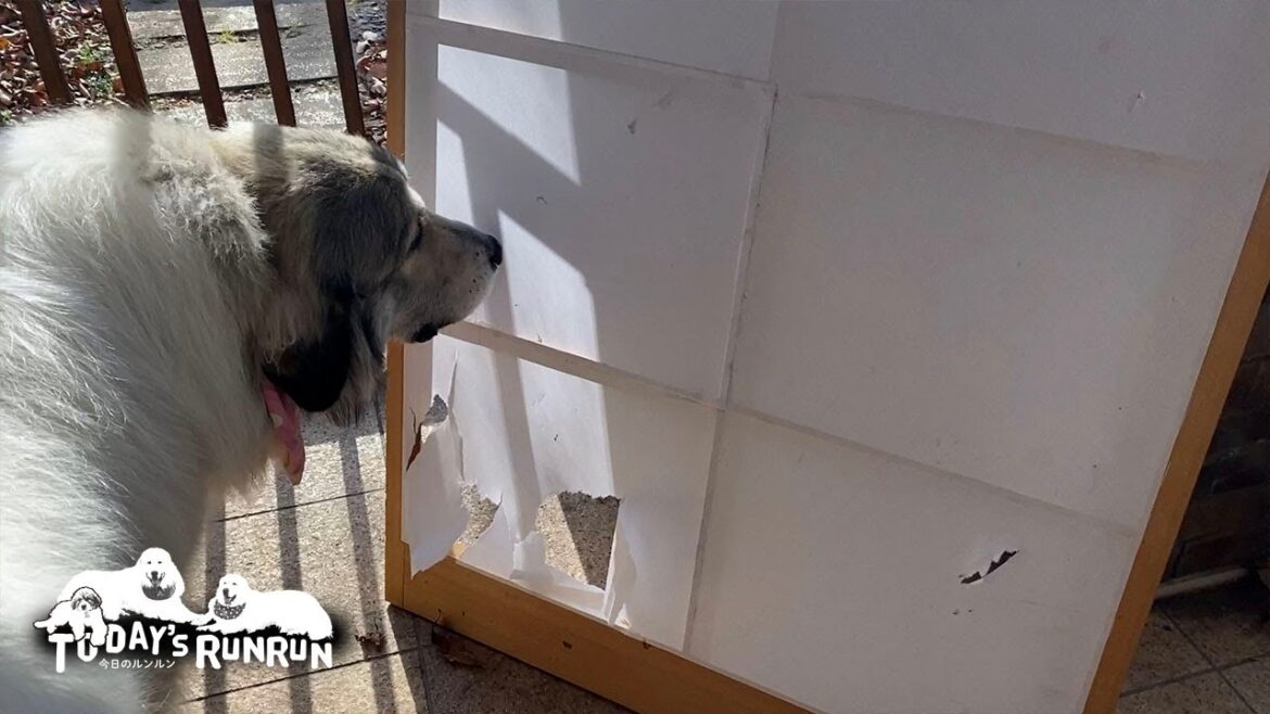 目撃者無しで疑惑は残るも障子破り犯の立件は見送られたアランとベルです　Great Pyrenees　グレートピレニーズ