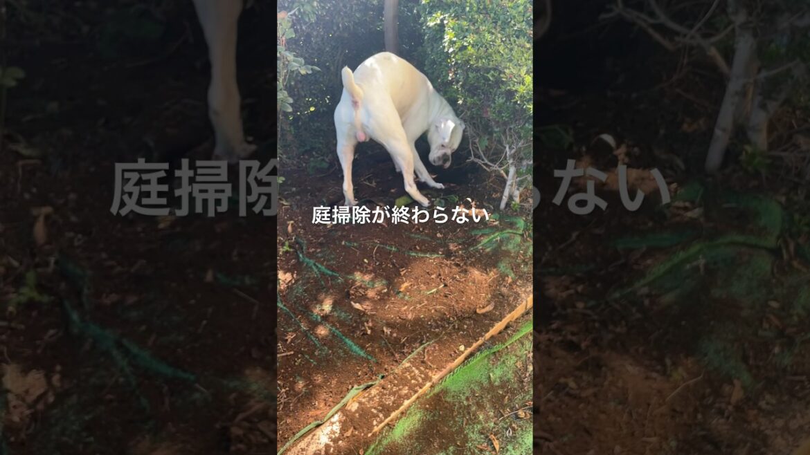よしっ終わった😇　ボクサー犬