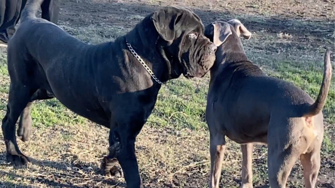 A Neo-Mastiff Almost Attacks a Husky