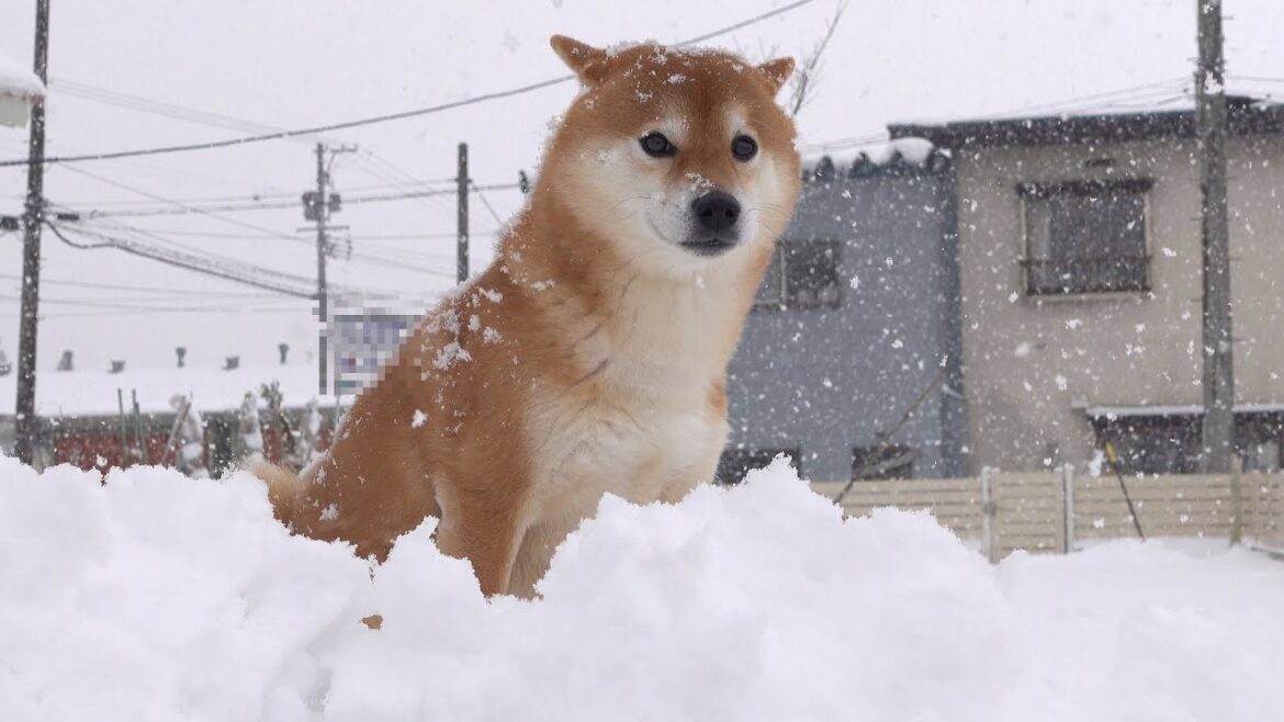 【大雪】2日間で庭が別次元に！柴犬兄妹の可愛すぎる反応がこちら。