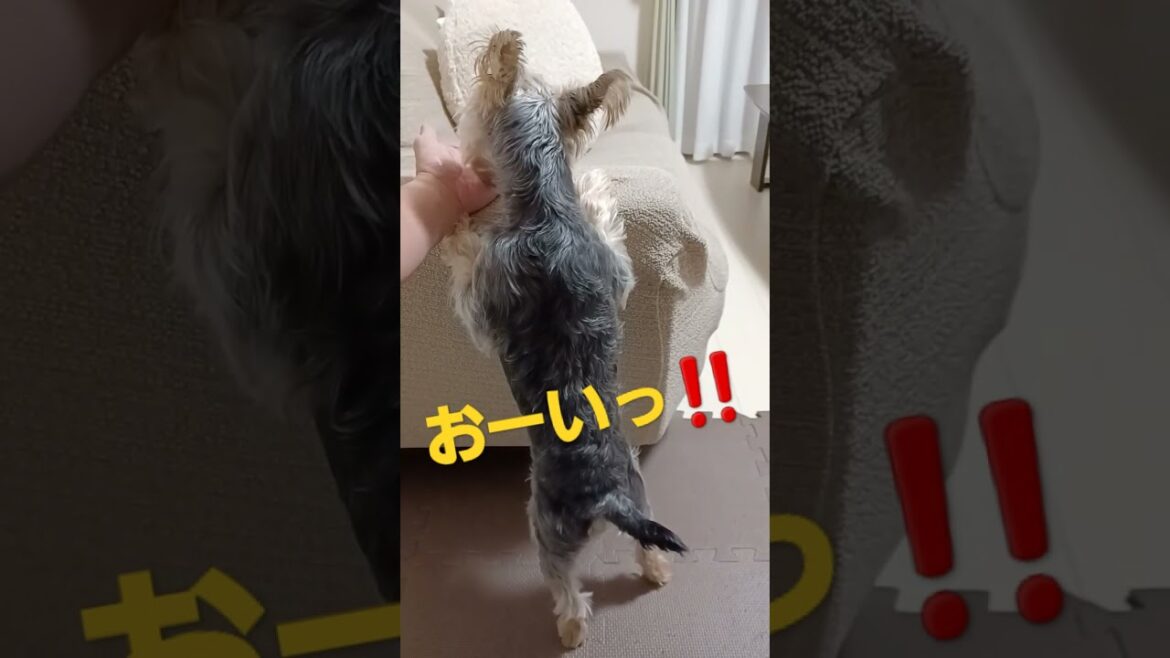 【ヨークシャテリア】舐める手に必死すぎる犬の後ろ姿がかわいい#short