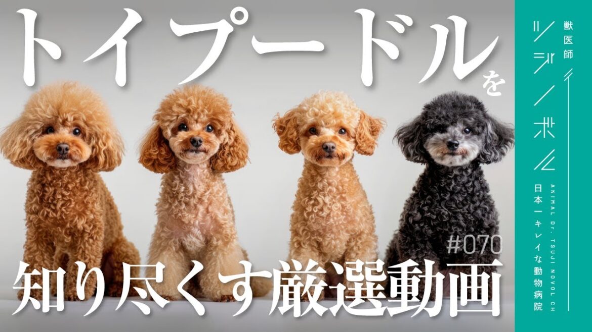 【総集編】トイプードルを完全理解!性格|フード|しつけ|よくある病気を徹底解説【獣医師ツジノボル】 【総集編】トイプードルを完全理解!性格|フード|しつけ|よくある病気を徹底解説【獣医師ツジノボル】