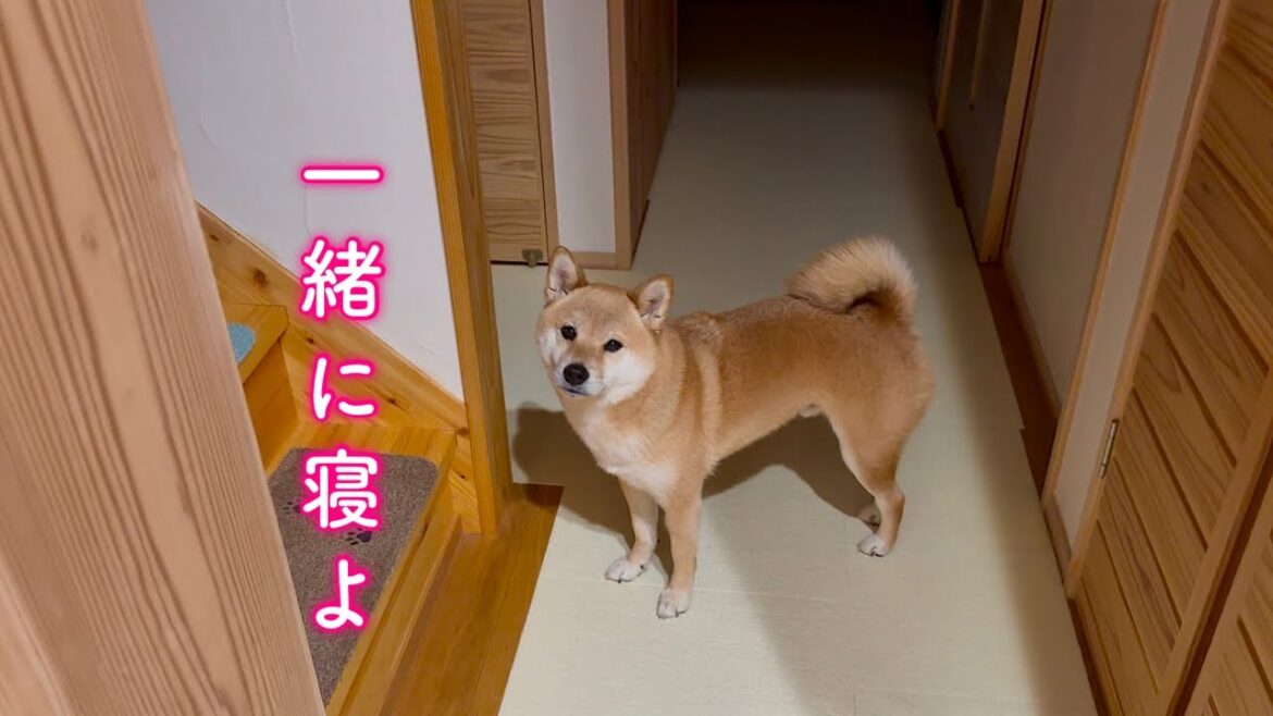 眠いのにママの様子が気になってお風呂場まで確認しにきてくれる彼氏みたいな柴犬が可愛い