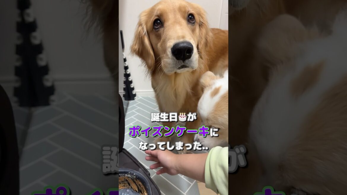 炊飯器で犬用ケーキを作ったら見た目がヤバすぎて不安そうな犬...【ボーダーコリー•ゴールデンレトリバー】#shorts