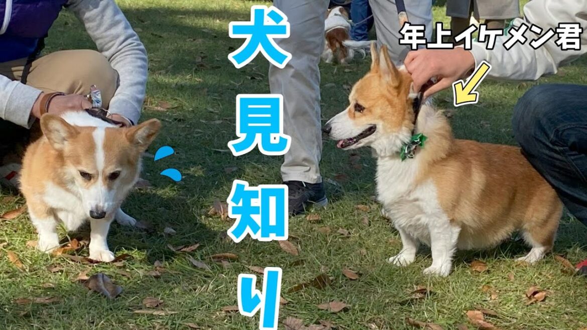 年上イケメンにぐいぐい来られた愛犬がこうなりました！