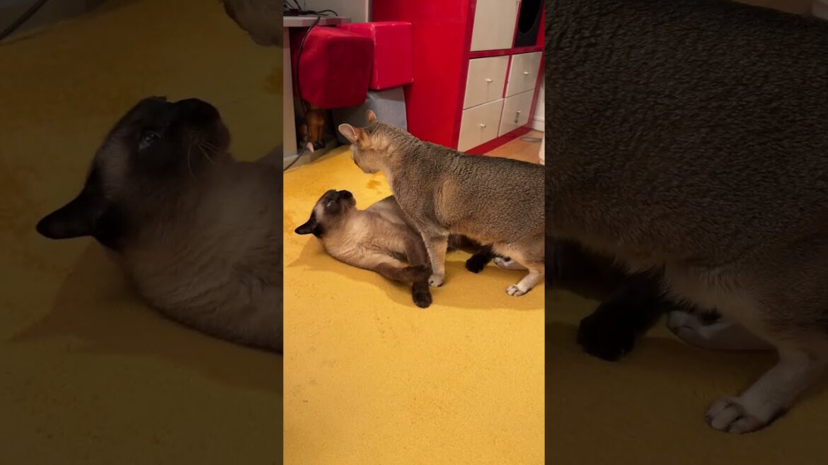 同居猫にペロペロされたくない気分だったのでサクッとよけてさっさと立ち去っちゃうたぬき猫なのにゃ♪ #cat #シンガプーラ #トンキニーズ#たぬき猫