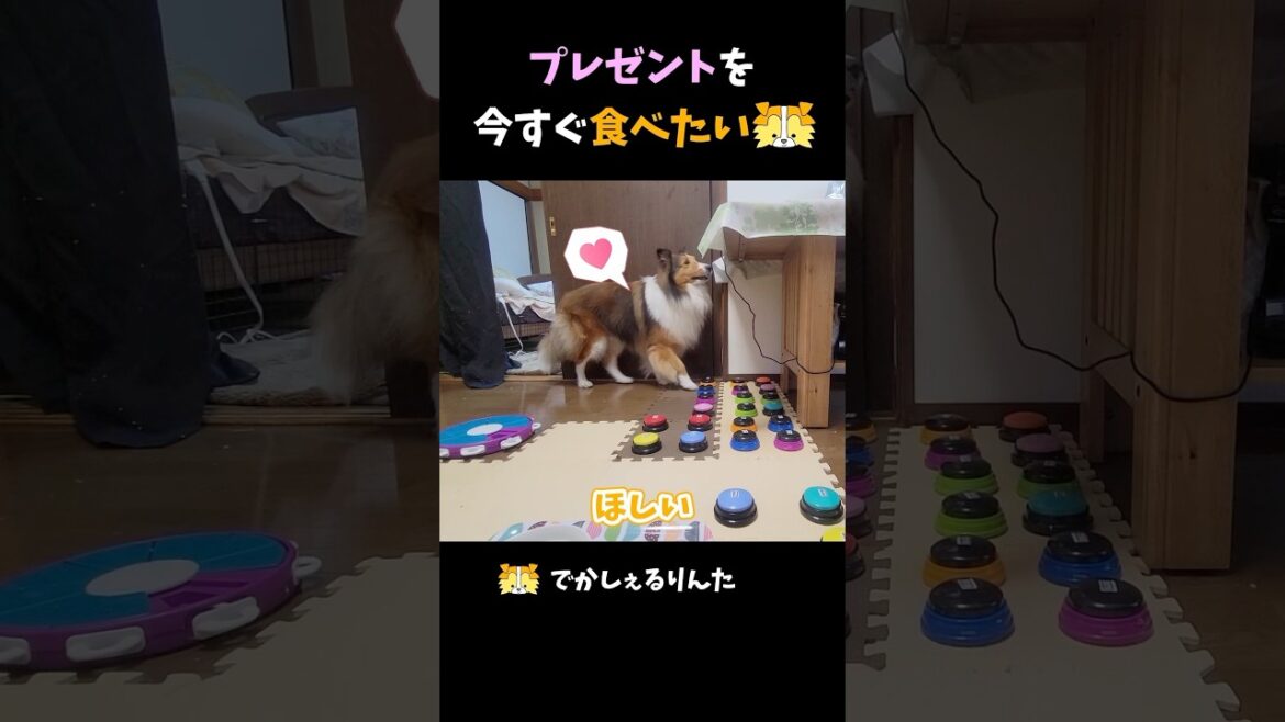 プレゼントを今すぐ食べたいシェルティ【会話ボタンでしゃべる犬】 #shorts #dog