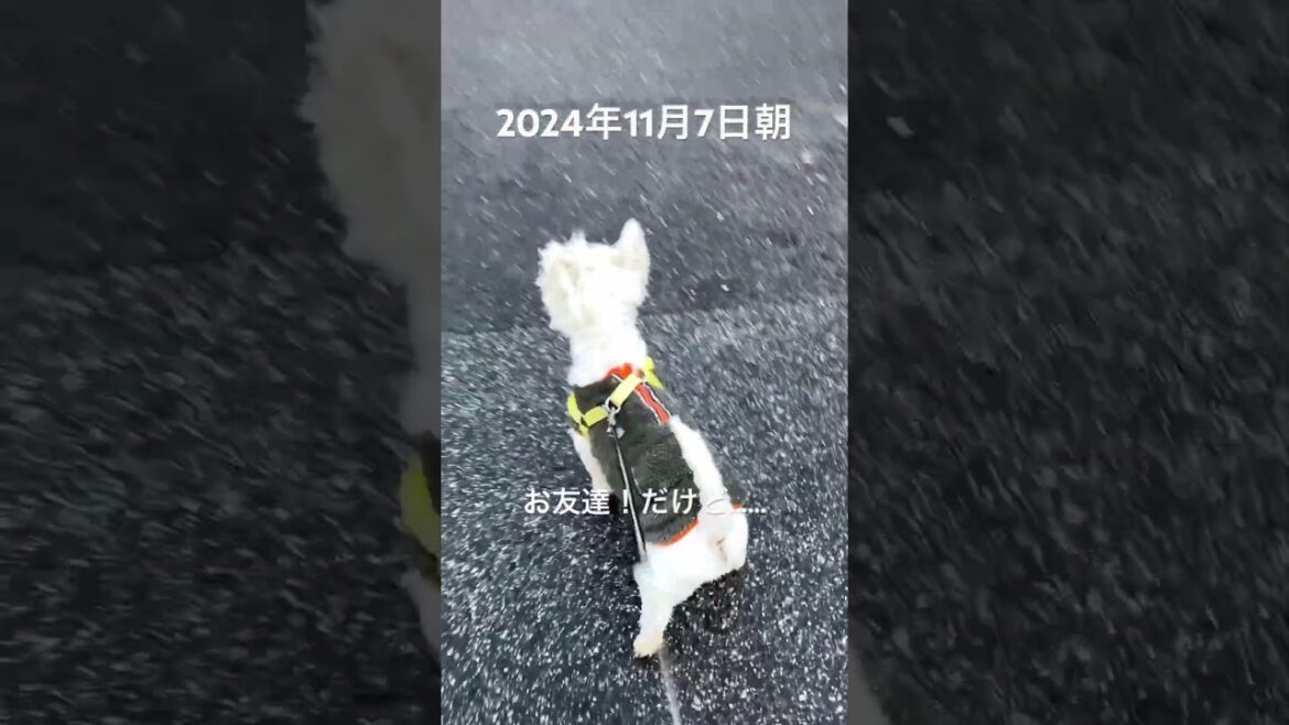 冬将軍到来の予感　#westie #westhighlandwhiteterrier #dog #ウエストハイランドホワイトテリア #ウエスティ #お散歩