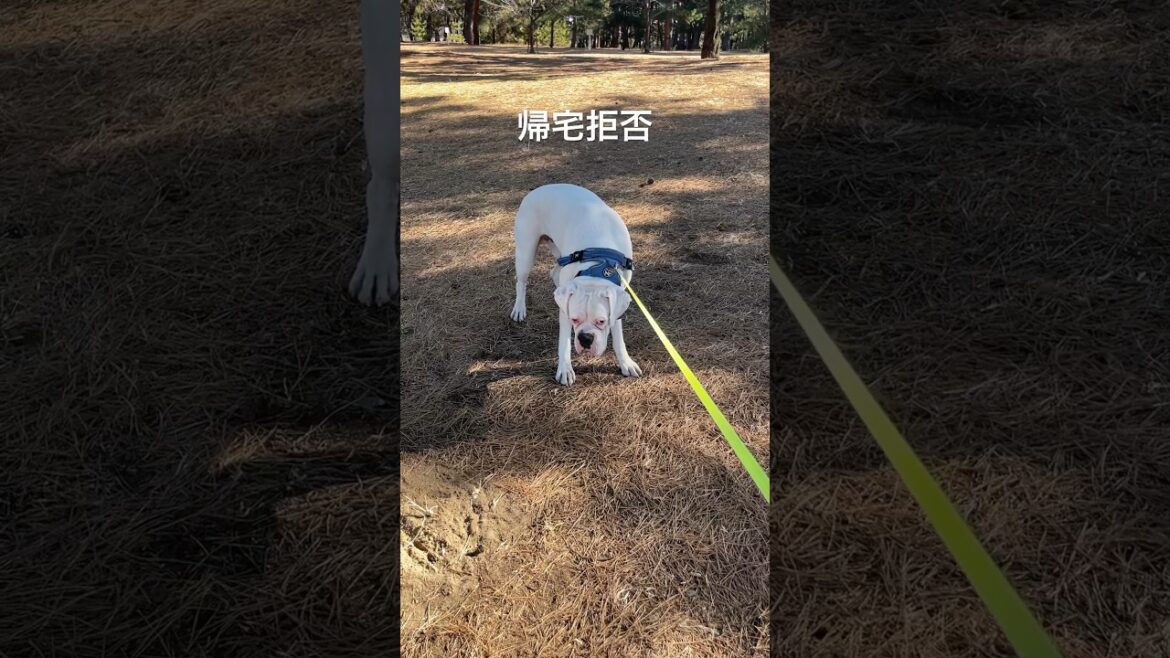 まだまだ歩きたい犬　ボクサー犬