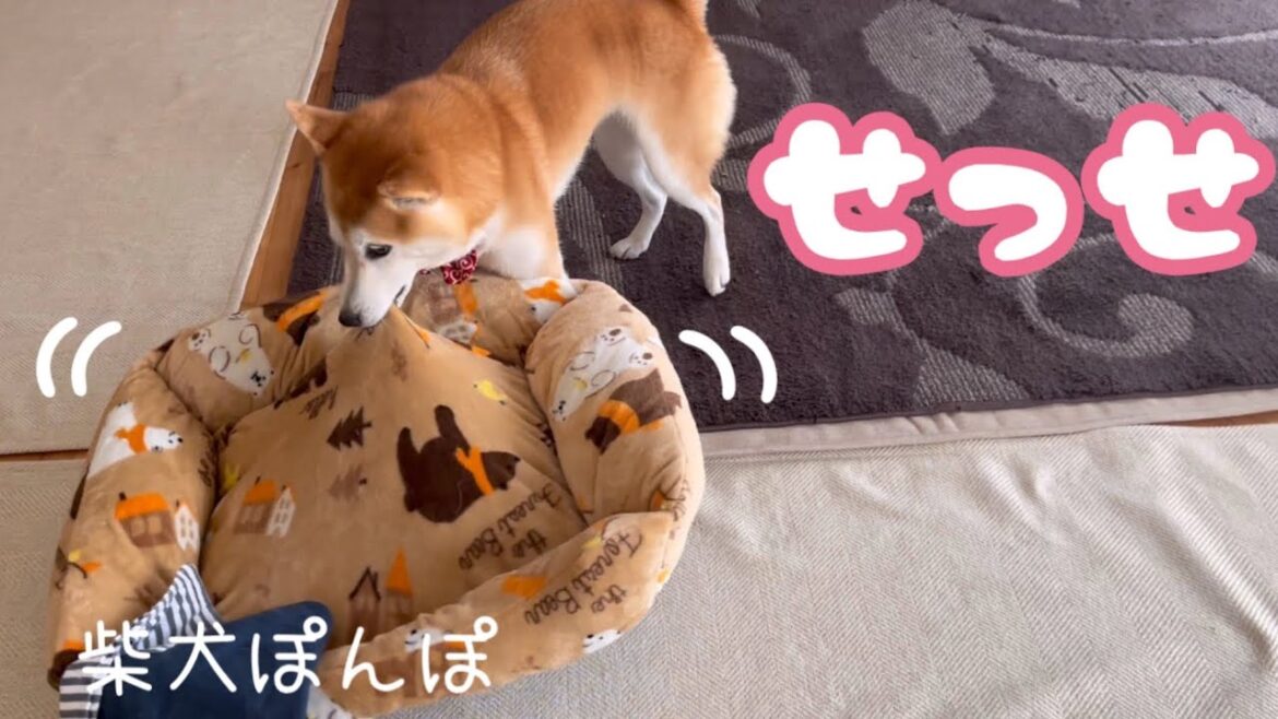 【柴犬ぽんぽ】「せっせ♪せっせ」ベッドをお気に入りの場所まで動かして眠る姿がかわいい