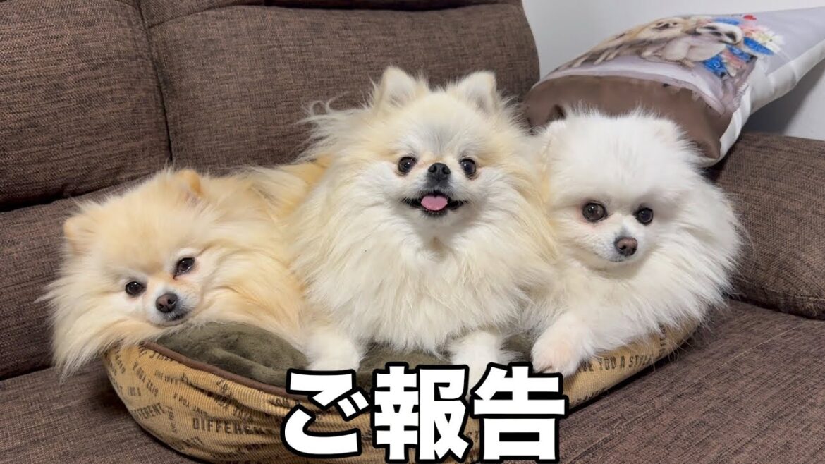3姉妹ポメラニアンから皆様にご報告がございます