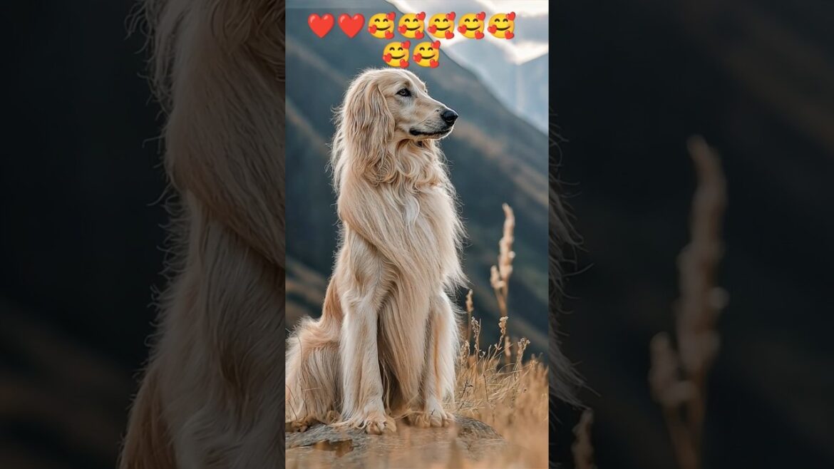 Afghan Hound Personality - Loyal and Independent ❤️❤️🥰🥰🥰🥰 #music #cat #lofihiphopchill #dog #kitten