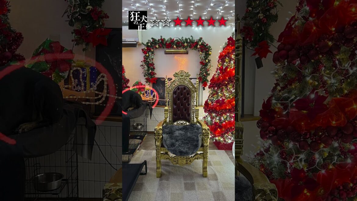 隠れるのが上手いドーベルマン