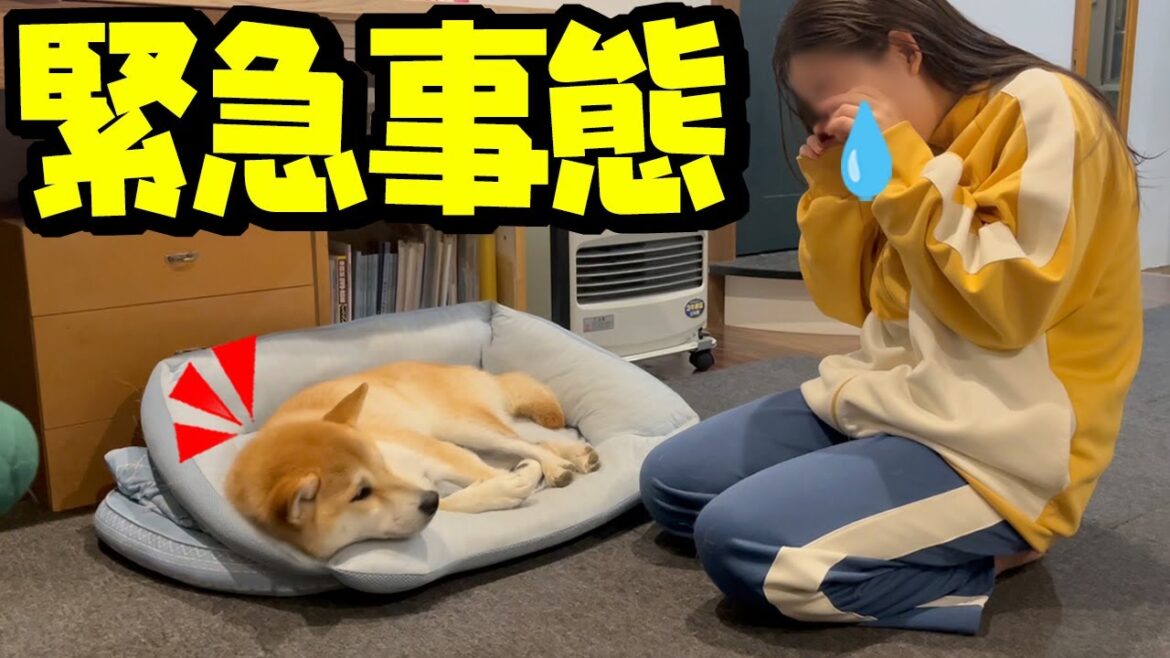 心配していた事が現実に…柴犬姉妹と娘の間に大問題が発生してしまいま