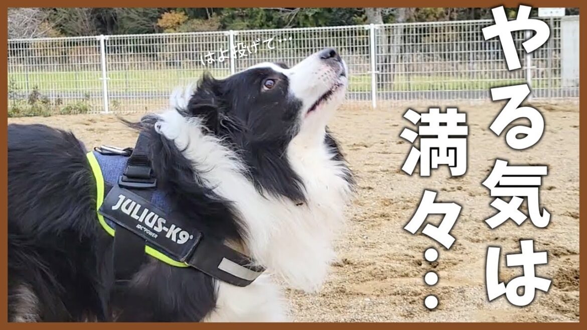 【多頭】ドッグランへ行くと性格が違って面白いボーダーコリーたち♪