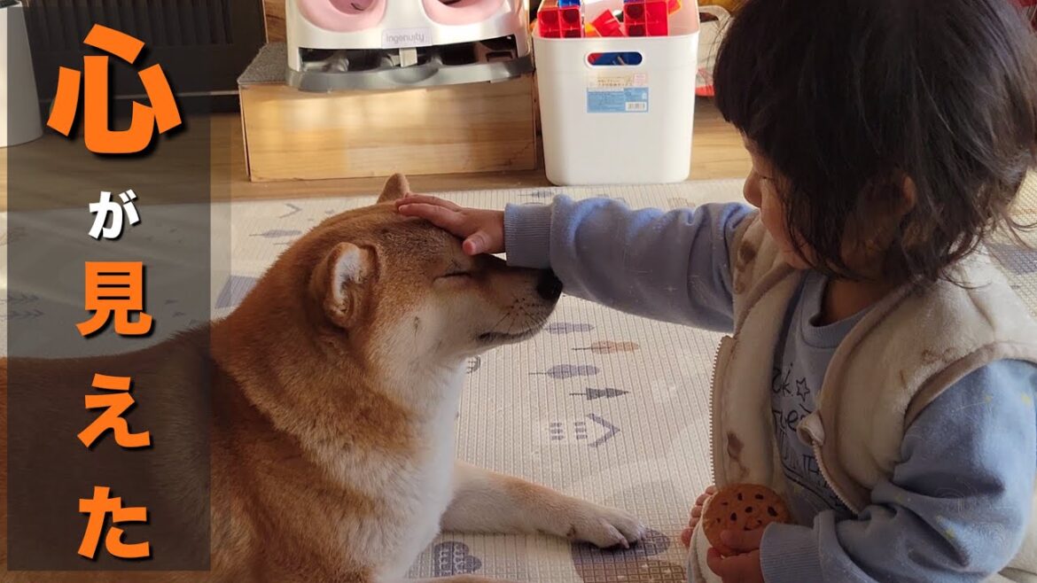 話しはできないけど、１歳の妹に対しての行動は「心」が通ってる柴犬
