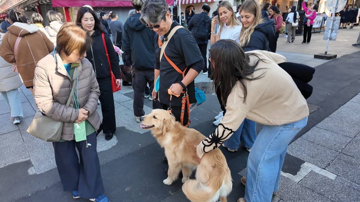 田舎育ちの子犬が東京浅草に。初めて見る人混みに緊張しながら。【Golden Retriever japan】