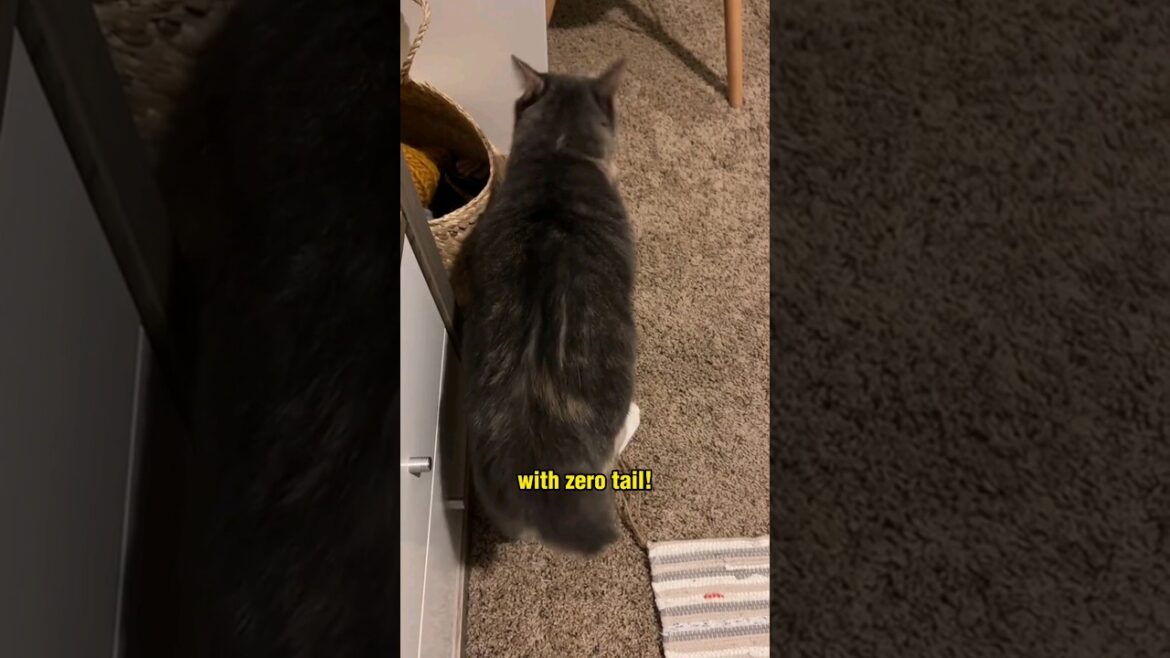 The Manx Cat