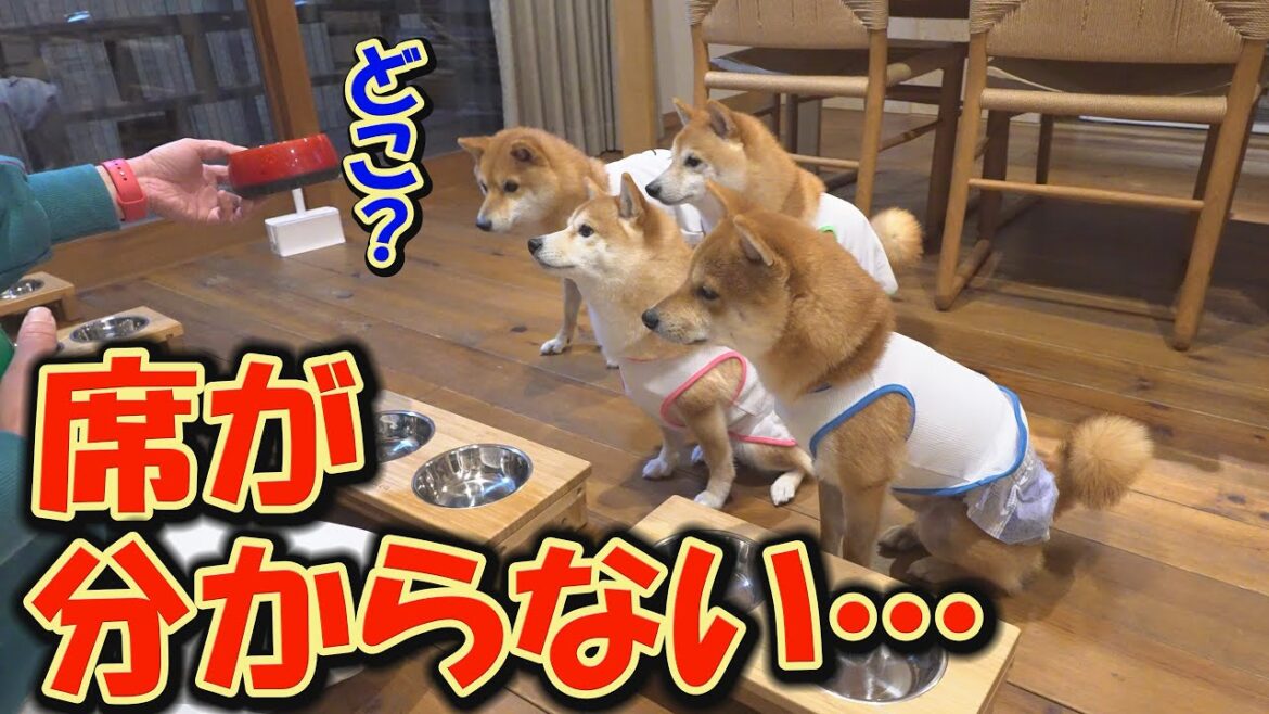 旅行先での食事前、パニックになり、その場をくるくる回る子犬が可愛過ぎました。